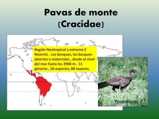 Pavas de monte 
(Cracidae) 
Penelope alba 
Región Neotropical y extremo S 
Nearctic . Los bosques, los bosques 
abiertos y matorrales , desde el nivel 
del mar hasta los 3900 m . 11 
géneros , 50 especies, 88 taxones. 
 