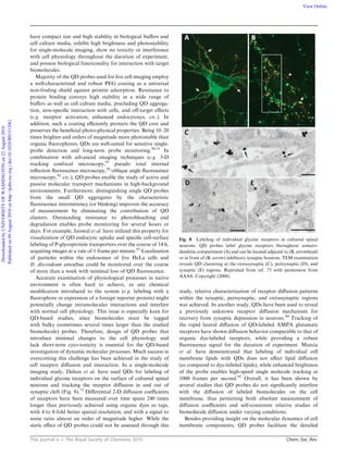 This journal is c The Royal Society of Chemistry 2010 Chem. Soc. Rev.
have compact size and high stability in biological buﬀers and
cell culture media, exhibit high brightness and photostability
for single-molecule imaging, show no toxicity or interference
with cell physiology throughout the duration of experiment,
and possess biological functionality for interaction with target
biomolecules.
Majority of the QD probes used for live cell imaging employ
a well-characterized and robust PEG coating as a universal
non-fouling shield against protein adsorption. Resistance to
protein binding conveys high stability in a wide range of
buﬀers as well as cell culture media, precluding QD aggrega-
tion, non-speciﬁc interaction with cells, and oﬀ-target eﬀects
(e.g. receptor activation, enhanced endocytosys, etc.). In
addition, such a coating eﬃciently protects the QD core and
preserves the beneﬁcial photo-physical properties. Being 10–20
times brighter and orders of magnitude more photostable than
organic ﬂuorophores, QDs are well-suited for sensitive single-
probe detection and long-term probe monitoring.50,51
In
combination with advanced imaging techniques (e.g. 3-D
tracking confocal microscopy,91
pseudo total internal
reﬂection ﬂuorescence microscopy,56
oblique angle ﬂuorescence
microscopy,92
etc.), QD probes enable the study of active and
passive molecular transport mechanisms in high-background
environments. Furthermore, distinguishing single QD probes
from the small QD aggregates by the characteristic
ﬂuorescence intermittency (or blinking) improves the accuracy
of measurement by eliminating the contribution of QD
clusters. Outstanding resistance to photobleaching and
degradation enables probe monitoring for several hours or
days. For example, Jaiswal et al. have utilized this property for
visualization of QD endocytic uptake and speciﬁc cell-surface
labeling of P-glycoprotein transporters over the course of 14 h,
acquiring images at a rate of 1 frame per minute.93
Localization
of particles within the endosomes of live HeLa cells and
D. discoideum amoebae could be monitored over the course
of more than a week with minimal loss of QD ﬂuorescence.
Accurate examination of physiological processes in native
environment is often hard to achieve, as any chemical
modiﬁcation introduced to the system (e.g. labeling with a
ﬂuorophore or expression of a foreign reporter protein) might
potentially change intramolecular interactions and interfere
with normal cell physiology. This issue is especially keen for
QD-based studies, since biomolecules must be tagged
with bulky (sometimes several times larger than the studied
biomolecule) probes. Therefore, design of QD probes that
introduce minimal changes to the cell physiology and
lack short-term cyto-toxicity is essential for the QD-based
investigation of dynamic molecular processes. Much success in
overcoming this challenge has been achieved in the study of
cell receptor diﬀusion and interaction. In a single-molecule
imaging study, Dahan et al. have used QDs for labeling of
individual glycine receptors on the surface of cultured spinal
neurons and tracking the receptor diﬀusion in and out of
synaptic cleft (Fig. 8).73
Diﬀerential 2-D diﬀusion coeﬃcients
of receptors have been measured over time spans 240 times
longer than previously achieved using organic dyes as tags,
with 4 to 8-fold better spatial resolution, and with a signal to
noise ratio almost an order of magnitude higher. While the
steric eﬀect of QD probes could not be assessed through this
study, relative characterization of receptor diﬀusion patterns
within the synaptic, perisynaptic, and extrasynaptic regions
was achieved. In another study, QDs have been used to reveal
a previously unknown receptor diﬀusion mechanism for
recovery from synaptic depression in neurons.94
Tracking of
the rapid lateral diﬀusion of QD-labeled AMPA glutamate
receptors have shown diﬀusion behavior comparable to that of
organic dye-labeled receptors, while providing a robust
ﬂuorescence signal for the duration of experiment. Murcia
et al. have demonstrated that labeling of individual cell
membrane lipids with QDs does not aﬀect lipid diﬀusion
(as compared to dye-labeled lipids), while enhanced brightness
of the probe enables high-speed single molecule tracking at
1000 frames per second.92
Overall, it has been shown by
several studies that QD probes do not signiﬁcantly interfere
with the diﬀusion of labeled biomolecules on the cell
membrane, thus permitting both absolute measurement of
diﬀusion coeﬃcients and self-consistent relative studies of
biomolecule diﬀusion under varying conditions.
Besides providing insight on the molecular dynamics of cell
membrane components, QD probes facilitate the detailed
Fig. 8 Labeling of individual glycine receptors in cultured spinal
neurons. QD probes label glycine receptors throughout somato-
dendritic compartment (A) and can be located adjacent to (B, arrowhead)
or in front of (B, arrow) inhibitory synaptic boutons. TEM examination
reveals QD clustering at the extrasynaptic (C), perisynaptic (D), and
synaptic (E) regions. Reprinted from ref. 73 with permission from
AAAS. Copyright (2008).
DownloadedbyUNIVERSITYOFWASHINGTONon22August2010
Publishedon09August2010onhttp://pubs.rsc.org|doi:10.1039/B915139G
View Online
 