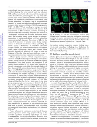 Chem. Soc. Rev. This journal is c The Royal Society of Chemistry 2010
study of such important processes as endocytosis and intra-
cellular traﬃcking. Due to the relatively small size, individual
QDs can be uptaken by the cells via endocytosis, incorporated
within the endosomes, and transported like any other endo-
cytosed cargo without interfering with the mechanism of the
process, thus representing a useful model system for the study
of these phenomena. For example, Cui et al. have studied the
dynamics of axonal internalization and neuronal retrograde
transport of the nerve growth factor (NGF) by tagging native
NGF with QDs.56
While recording an average retrograde
endosome movement speed consistent with previous bulk
measurements of NGF transport, real-time monitoring of
individual QD-NGF-containing endosomes has revealed a
‘‘stop-and-go’’ behavior and occasional anterograde move-
ment, thus providing insight on the diversity in transport
mechanisms. In another study Zhang et al. have utilized the
unique size and pH-dependent ﬂuorescence of QDs for the
study of the dynamics of synaptic vesicles during multiple
rounds of neuronal transmission without perturbing the
vesicle cycling.95
Monitoring of individual QD-loaded
synaptic vesicles has enabled characterization of complete
vesicle fusion (full-collapse fusion) and transient fusion
(so-called kiss-and-run behavior) with respect to time and
frequency of impulse ﬁring, and uncovered new aspects of
neurotransmitter release and replenishment mechanisms.
Eﬃcient speciﬁc interaction with cell components requires
otherwise inert QD probes to possess biological functionality,
which is usually conveyed by decoration of QDs with targeting
biomolecules. Often such moieties are represented by the
receptor ligands attached to QD surface either covalently or
through a streptavidin-biotin linker. For example, Lidke et al.
have decorated QDs with epidermal growth factor (EGF), a
ligand for erbB/HER transmembrane receptors, to study the
early steps of receptor-mediated signal transduction.57
While
not interfering with receptor signaling, QDs have enabled
visualization of speciﬁc EGF-receptor binding followed by
heterodimerization of receptor components, endocytosis, and
previously unreported retrograde transport of EGF-QDs
along cell ﬁlopodia (Fig. 9). In a later report by the same
group, antigen uptake and processing by dendritic cells have
been studied using QDs functionalized with pathogen-speciﬁc
ligands.96
Highly stable ligand-coated QDs mimicking viruses
and pathogenic microorganisms provide a powerful model
system for the detailed characterization of the immune
response mechanisms. Yet, labeling of membrane targets via
ligand-receptor binding followed by receptor activation might
be undesirable, whereas labeling of non-receptor targets is
impossible with this approach. Therefore, a signiﬁcant portion
of current research is focused on the development of alter-
native targeting mechanisms. An interesting approach has
been demonstrated by Roullier et al. who have functionalized
QDs with a chelator, tris-nitrilotriacetic acid (tris-NTA),
pre-loaded with Ni for labeling of biomolecules with ubiquitous
HIS tags.97
Future advances in continuous monitoring of dynamic
molecular processes within living systems will rely on the
expanded capabilities brought by highly bright and photo-
stable QD probes. Having size comparable to proteins or small
viruses, QDs are capable of carrying multiple biomolecules
that mediate antigen recognition, receptor binding, endo-
cytosis, and intracellular traﬃcking, thus facilitating the
design of a variety of minimally invasive model systems for
the study of cell physiology.
3.3 Labeling of intracellular targets in live cells
Like the QD-based investigation of cell physiology described
above, labeling of intracellular targets in live cells examines
molecular processes occurring within living systems; yet it
presents a unique set of challenges and probe design require-
ments. As QDs cannot easily cross intact cell membrane and
diﬀuse within the crowded intracellular environment, speciﬁc
labeling of intracellular components is highly problematic.
Moreover, elimination of unbound probes from intracellular
environment is limited, increasing the possibility of false-
positive detection. Therefore, besides being non-toxic and
biocompatible, a functional QD probe for live-cell intra-
cellular labeling should employ eﬃcient intracellular delivery
mechanism (including cell uptake and cytoplasmic release) as
well as quick and complete elimination of unbound probes.
A variety of techniques have been developed for the delivery
of macromolecular cargo within cells, such as microinjection,
electroporation, chemical transfection, and ligand-mediated
uptake.98
However, these processes, as well as subsequent
intracellular distribution of internalized particles, are diﬃcult
to predict and control due to the high dependency on such
factors as cell phenotype,99
nanoparticle size,100,101
and
surface coating.53,102,103
Moreover, QD probes often get
damaged by the transfection procedure or become sequestered
within endosomes and lysosomes, being unable to reach the
cytosolic molecular targets. For example, Derfus et al.
have shown that although both transfection using cationic
liposomes and electroporation result in cytosolic QD delivery,
internalized particles become aggregated by an unknown
mechanism, whereas only microinjection results in diﬀuse
cytosolic staining.104
Therefore, development of eﬃcient
QD-compatible cytosolic delivery techniques is critical for
the real-time exploration of intracellular processes.
Mechanical techniques similar to traditional microinjection
represent the most straight-forward approach to QD intracellular
Fig. 9 Labeling of erbB/Her transmembrane receptors with
QD-EGF probes. Continuous observation of QDs in live cells enabled
monitoring of receptor heterodimerization, probe endocytosis, and
QD-EGF retrograde transport along cell ﬁlopodia. Reprinted by
permission from Macmillan Publishers Ltd.,57
copyright (2004).
DownloadedbyUNIVERSITYOFWASHINGTONon22August2010
Publishedon09August2010onhttp://pubs.rsc.org|doi:10.1039/B915139G
View Online
 