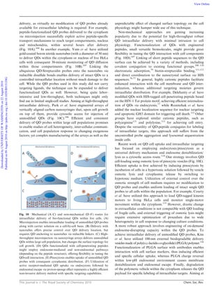 This journal is c The Royal Society of Chemistry 2010 Chem. Soc. Rev.
delivery, as virtually no modiﬁcation of QD probes already
available for extracellular labeling is required. For example,
peptide-functionalized QD probes delivered to the cytoplasm
via microinjection successfully exploit active peptide-speciﬁc
transport mechanisms to reach target compartments, nucleus
and mitochondria, within several hours after delivery
(Fig. 10A).104
In another example, Yum et al. have utilized
gold-coated boron nitride nanotubes (with a diameter of 50 nm)
to deliver QDs within the cytoplasm or nucleus of live HeLa
cells with consequent 30-minute monitoring of QD diﬀusion
within those compartments (Fig. 10B).105
Linking the
ubiquitous QD-Streptavidin probes onto the nanotubes via
reducible disulﬁde bonds enables delivery of intact QDs to a
controlled intracellular location without much damage to the
cell. While the QD probes used in this study did not carry
targeting ligands, the technique can be expanded to deliver
functionalized QDs as well. However, being quite labor-
intensive and low-throughput, both techniques might only
ﬁnd use in limited single-cell studies. Aiming at high-throughput
intracellular delivery, Park et al. have engineered arrays of
vertically aligned carbon nanosyringes that, upon cell growth
on top of them, provide cytosolic access for injection of
unmodiﬁed QDs (Fig. 10C).106
Eﬃcient and consistent
delivery of QD probes within large cell populations promises
to enable studies of cell heterogeneity, inter-cellular communi-
cation, and cell population response to changing exogenous
factors; yet complex manufacturing of the arrays as well as the
unpredictable eﬀect of changed surface topology on the cell
physiology might hamper wide use of this technique.
Non-mechanical approaches are gaining increasing
popularity due to the potential for high-throughput robust
QD intracellular delivery with minimal intrusion to cell
physiology. Functionalization of QDs with engineered
peptides, small versatile biomolecules, might provide great
ﬂexibility in tuning the QD interaction with cell components
(Fig. 10D).107
Linking of short peptide sequences to the QD
surface can be achieved by a variety of methods, including
covalent conjugation to existing functional groups,108–110
electrostatic adsorption,79
biotin-streptavidin binding,111,112
and direct coordination to the nanocrystal surface via HIS
sequences.76,77
In general, highly cationic peptides facilitate
enhanced interaction with the cell membrane and QD inter-
nalization, whereas additional targeting moieties govern
intracellular distribution. For example, Delehanty et al. have
modiﬁed QDs with HIS-tagged cell penetrating peptide based
on the HIV-1 Tat protein motif, achieving eﬃcient internaliza-
tion of QDs via endocytosis,77
while Rozenzhak et al. have
added the nuclear localization sequence for nuclear targeting
and apoptotic GH3 domain for triggering cell death.112
Other
groups have explored similar cationic peptides, such as
polyarginine111
and polylysine,113
for achieving cell entry.
Despite the versatility of QD-peptide conjugates for labeling
of intracellular targets, this approach still suﬀers from the
uncontrolled probe aggregation and lysosomal sequestration
inside cells.
Recent work on QD cell uptake and intracellular targeting
has focused on employing endocytosis/pinocytosis as a
universal delivery mechanism and endosome destabilization/
lysis as a cytosolic access route.114
One strategy involves QD
cell-loading using osmotic lysis of pinocytic vesicles (Fig. 10E).
Eﬃcient uptake is ﬁrst achieved by inducing pinocytosis by
incubation of cells in a hypertonic solution followed by vesicle
osmotic lysis and cytoplasmic release by switching to
hypotonic medium. Utilization of external control over the
osmotic strength of cell medium requires no modiﬁcation to
QD probes and enables uniform loading of intact single QD
probes to all cells within the population. For example, Courty
et al. have utilized this approach to load QD-tagged kinesin
motors to living HeLa cells and monitor single-motor
movement within the cytoplasm.115
However, drastic change
in extracellular conditions is not compatible with QD loading
of fragile cells, and external triggering of osmotic lysis might
require extensive optimization of procedure due to wide
heterogeneity in cell response to changing culture conditions.
A more robust approach involves engineering of on-demand
endosome-disrupting capacity within the QD probes. To
achieve intracellular delivery of unmodiﬁed QD probes, Kim
et al. have utilized 100-nm external biodegradable delivery
vesicles made of poly(D,L-lactide-co-glycolide) (PLGA) polymer.116
Functionalization of PLGA surface with antibodies enables
interaction with cell surface markers, thus inducing eﬃcient
and speciﬁc cellular uptake, whereas PLGA charge reversal
within low-pH endosomal environment causes membrane
destabilization and endosomal escape. Finally, degradation
of the polymeric vehicle within the cytoplasm releases the QD
payload for speciﬁc labeling of intracellular targets. Aiming at
Fig. 10 Mechanical (A–C) and non-mechanical (D–F) routes for
intracellular delivery of bio-functional QDs within live cells. (A)
Microinjection enables intracellular loading of unmodiﬁed QD probes
along with carrier solution on a cell-by-cell basis. (B) Delivery with
nanotubes oﬀers precise control over QD delivery location, but
requires QD anchoring to nanotubes via reducible linkers. (C) High-
throughput microinjection via nanosyringe arrays delivers unmodiﬁed
QDs within large cell population, but changes the surface topology for
cell growth. (D) QDs functionalized with cell-penetrating peptides
might employ endosome-mediated and non-endosomal pathways
(depending on the peptide structure), oﬀering ﬂexibility in tuning the
QD-cell interaction. (E) Pinocytosis enables uptake of unmodiﬁed QD
probes with consequent cytoplasmic distribution. (F) Utilization of
active receptor-mediated QD uptake via endocytosis followed by
endosomal escape via proton-sponge eﬀect represents a highly eﬃcient
non-invasive delivery method with speciﬁc targeting capabilities.
DownloadedbyUNIVERSITYOFWASHINGTONon22August2010
Publishedon09August2010onhttp://pubs.rsc.org|doi:10.1039/B915139G
View Online
 