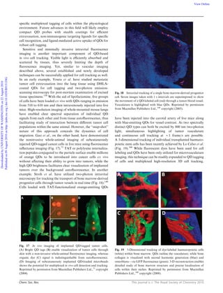 Chem. Soc. Rev. This journal is c The Royal Society of Chemistry 2010
speciﬁc multiplexed tagging of cells within the physiological
environment. Future advances in this ﬁeld will likely employ
compact QD probes with stealth coatings for eﬃcient
extravasation, non-immunogenic targeting ligands for speciﬁc
cell recognition, and ligand-mediated active uptake of QDs for
robust cell tagging.
Sensitive and minimally invasive intravital ﬂuorescence
imaging is another important component of QD-based
in vivo cell tracking. Visible light is eﬃciently absorbed and
scattered by tissues, thus severely limiting the depth of
ﬂuorescence imaging. Yet, similar to vascular imaging
described above, several established and newly developed
techniques can be successfully applied for cell tracking as well.
In an early example, Voura et al. have studied metastatic
tumor cell extravasation into the lung tissue using DHLA-
coated QDs for cell tagging and two-photon emission-
scanning microscopy for post-mortem examination of excised
tissue specimens.159
With the aid of lipofectamine, ﬁve groups
of cells have been loaded ex vivo with QDs ranging in emission
from 510 to 610 nm and then intravenously injected into live
mice. High-resolution imaging of whole-mounted mouse lungs
have enabled clear spectral separation of individual QD
signals from each other and from tissue autoﬂuorescence, thus
facilitating study of interaction between diﬀerent tumor cell
populations within the same animal. However, the ‘‘snap-shot’’
nature of this approach conceals the dynamics of cell
migration. Gao et al., on the other hand, have demonstrated
the noninvasive whole-animal imaging of subcutaneously
injected QD-tagged cancer cells in live mice using ﬂuorescence
reﬂectance imaging (Fig. 17).71
TAT or polylysine internaliza-
tion peptides conjugated to the particle surface enable millions
of orange QDs to be introduced into cancer cells ex vivo
without aﬀecting their ability to grow into tumors, while the
high QD brightness facilitates clear visualization of implanted
tumors over the background autoﬂuorescence. In another
example, Stroh et al. have utilized two-photon intravital
microscopy for tracking the transport of bone marrow-derived
progenitor cells through tumor vessels in real time (Fig. 18).148
Cells loaded with TAT-functionalized orange-emitting QDs
have been injected into the carotid artery of live mice along
with blue-emitting QDs for vessel contrast. As two spectrally
distinct QD types can both be excited by 800 nm two-photon
light, simultaneous highlighting of tumor vasculature
and continuous cell tracking at B1 frame/s are possible.
A 3-dimensional tracking of individual transplanted haemato-
poietic stem cells has been recently achieved by Lo Celso et al.
(Fig. 19).160
While ﬂuorescent dyes have been used for cell
labeling and QDs have been only utilized for microvasculature
imaging, this technique can be readily expanded to QD tagging
of cells and multiplexed high-resolution 3D cell tracking,
Fig. 17 In vivo imaging of implanted QD-tagged tumor cells.
(A) Bright QD tags (B) enable visualization of tumor cells through
skin with a non-invasive whole-animal ﬂuorescence imaging, whereas
organic dye (C) signal is indistinguishable from autoﬂuorescence.
(D) Imaging of subcutaneously implanted QD-loaded microbeads
shows the potential for multiplexed in vivo cell detection and tracking.
Reprinted by permission from Macmillan Publishers Ltd.,71
copyright
(2004).
Fig. 18 Intravital tracking of a single bone marrow-derived progenitor
cell. Seven images taken with 1 s intervals are superimposed to show
the movement of a QD-labeled cell (red) through a tumor blood vessel.
Vasculature is highlighted with blue QDs. Reprinted by permission
from Macmillan Publishers Ltd.,148
copyright (2005).
Fig. 19 3-Dimensional tracking of dye-labeled haematopoietic cells
(white) within bone marrow. QDs outline the vasculature, while bone
collagen is visualized with second harmonic generation (blue) and
osteoblasts—via GFP ﬂuorescence (green). 3-D reconstruction enables
detailed study of bone marrow structure and precise localization of
cells within their niches. Reprinted by permission from Macmillan
Publishers Ltd.,160
copyright (2008).
DownloadedbyUNIVERSITYOFWASHINGTONon22August2010
Publishedon09August2010onhttp://pubs.rsc.org|doi:10.1039/B915139G
View Online
 