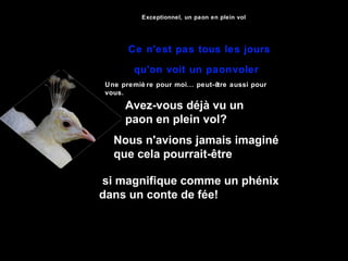 Exceptionnel, un paon en plein vol
Ce n'est pas tous les jours
qu'on voit un paonvoler
Une premiè re pour moi... peut-être aussi pour
vous.
Avez-vous déjà vu un
paon en plein vol?
Nous n'avions jamais imaginé
que cela pourrait-être
si magnifique comme un phénix
dans un conte de fée!
 