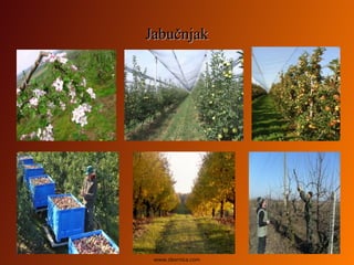 JabučnjakJabučnjak
www.zbornica.com
 