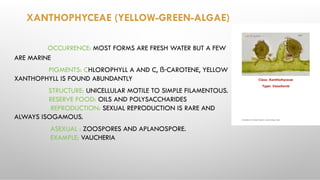 XANTHOPHYCEAE (YELLOW-GREEN-ALGAE)
OCCURRENCE: MOST FORMS ARE FRESH WATER BUT A FEW
ARE MARINE
PIGMENTS: CHLOROPHYLL A AND C, ẞ-CAROTENE, YELLOW
XANTHOPHYLL IS FOUND ABUNDANTLY
STRUCTURE: UNICELLULAR MOTILE TO SIMPLE FILAMENTOUS.
RESERVE FOOD: OILS AND POLYSACCHARIDES
REPRODUCTION: SEXUAL REPRODUCTION IS RARE AND
ALWAYS ISOGAMOUS.
ASEXUAL : ZOOSPORES AND APLANOSPORE.
EXAMPLE: VAUCHERIA
 