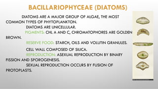BACILLARIOPHYCEAE (DIATOMS)
DIATOMS ARE A MAJOR GROUP OF ALGAE, THE MOST
COMMON TYPES OF PHYTOPLANKTON.
DIATOMS ARE UNICELLULAR.
PIGMENTS: CHL A AND C, CHROMATOPHORES ARE GOLDEN
BROWN.
RESERVE FOOD: STARCH, OILS AND VOLUTIN GRANULES.
CELL WALL COMPOSED OF SILICA.
REPRODUCTION: ASEXUAL REPRODUCTION BY BINARY
FISSION AND SPOROGENESIS.
SEXUAL REPRODUCTION OCCURS BY FUSION OF
PROTOPLASTS.
 