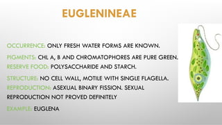 EUGLENINEAE
OCCURRENCE: ONLY FRESH WATER FORMS ARE KNOWN.
PIGMENTS: CHL A, B AND CHROMATOPHORES ARE PURE GREEN.
RESERVE FOOD: POLYSACCHARIDE AND STARCH.
STRUCTURE: NO CELL WALL, MOTILE WITH SINGLE FLAGELLA.
REPRODUCTION: ASEXUAL BINARY FISSION. SEXUAL
REPRODUCTION NOT PROVED DEFINITELY
EXAMPLE: EUGLENA
 
