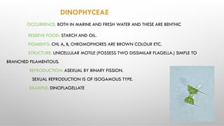 DINOPHYCEAE
OCCURRENCE: BOTH IN MARINE AND FRESH WATER AND THESE ARE BENTHIC
RESERVE FOOD: STARCH AND OIL.
PIGMENTS: CHL A, B, CHROMOPHORES ARE BROWN COLOUR ETC.
STRUCTURE: UNICELLULAR MOTILE (POSSESS TWO DISSIMILAR FLAGELLA.) SIMPLE TO
BRANCHED FILAMENTOUS.
REPRODUCTION: ASEXUAL BY BINARY FISSION.
SEXUAL REPRODUCTION IS OF ISOGAMOUS TYPE.
EXAMPLE: DINOFLAGELLATE
 