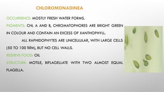 CHLOROMONADINEA
OCCURRENCE: MOSTLY FRESH WATER FORMS.
PIGMENTS: CHL A AND B, CHROMATOPHORES ARE BRIGHT GREEN
IN COLOUR AND CONTAIN AN EXCESS OF XANTHOPHYLL.
ALL RAPHIDOPHYTES ARE UNICELLULAR, WITH LARGE CELLS
(50 TO 100 ΜM), BUT NO CELL WALLS.
RESERVE FOOD: OIL
STRUCTURE: MOTILE, BIFLAGELLATE WITH TWO ALMOST EQUAL
FLAGELLA.
 