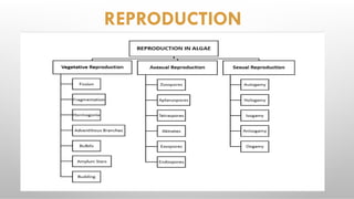 REPRODUCTION
 