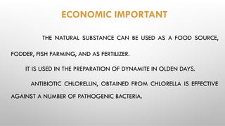 ECONOMIC IMPORTANT
THE NATURAL SUBSTANCE CAN BE USED AS A FOOD SOURCE,
FODDER, FISH FARMING, AND AS FERTILIZER.
IT IS USED IN THE PREPARATION OF DYNAMITE IN OLDEN DAYS.
ANTIBIOTIC CHLORELLIN, OBTAINED FROM CHLORELLA IS EFFECTIVE
AGAINST A NUMBER OF PATHOGENIC BACTERIA.
 