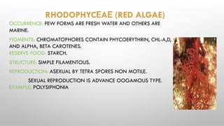 RHODOPHYCЕAЕ (RED ALGAE)
OCCURRENCE: FEW FORMS ARE FRESH WATER AND OTHERS ARE
MARINE.
PIGMENTS: CHROMATOPHORES CONTAIN PHYCOERYTHRIN, CHL-A,D,
AND ALPHA, BETA CAROTENES.
RESERVE FOOD: STARCH.
STRUCTURE: SIMPLE FILAMENTOUS.
REPRODUCTION: ASEXUAL BY TETRA SPORES NON MOTILE.
SEXUAL REPRODUCTION IS ADVANCE OOGAMOUS TYPE.
EXAMPLE: POLYSIPHONIA
 