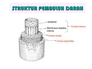 STRUKTUR PEMBULUH DARAHSTRUKTUR PEMBULUH DARAH
endothel
Membrana elastika
interna
Tunika interna
Tunika media
Tunika adventitia
 