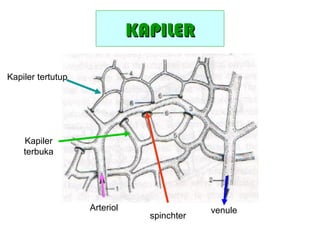 KAPILERKAPILER
Arteriol venule
Kapiler
terbuka
spinchter
Kapiler tertutup
 
