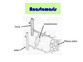 AnastomosisAnastomosis
Vena
arteri
anastomosis
Plexus arteri
 