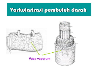 Vaskularisasi pembuluh darahVaskularisasi pembuluh darah
Vasa vasorum
 
