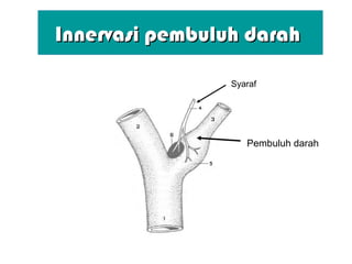 IInnervasi pembuluh darahnnervasi pembuluh darah
Pembuluh darah
Syaraf
 