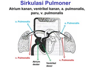 Sirkulasi Pulmoner
Atrium kanan, ventrikel kanan, a. pulmonalis,
paru, v. pulmonalis
a. Pulmonalis
a. Pulmonalis
v. Pulmonalis
v. Pulmonalis
Atrium
dexter
Ventrikel
dexer
 