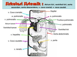Sirkulasi SistemikSirkulasi Sistemik :: Atrium kiri, ventrikel kiri, aorta
ascenden, aorta descendens, v. cava cranial, v. cava caudal.
Ventrikel kiri
Trunkus pulmonalis
Kapiler
Aorta abdominalisv. hepatika
v. porta
v. renalis
v. Cava caudalis
Atrium kanan
v. Cava cranialis
Ventrikel kanan
v. pulmonalis
a. pulmonalisa. pulmonalis
v. pulmonalis
 