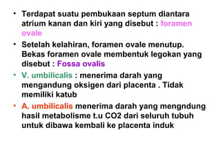 • Terdapat suatu pembukaan septum diantara
atrium kanan dan kiri yang disebut : foramen
ovale
• Setelah kelahiran, foramen ovale menutup.
Bekas foramen ovale membentuk legokan yang
disebut : Fossa ovalis
• V. umbilicalis : menerima darah yang
mengandung oksigen dari placenta . Tidak
memiliki katub
• A. umbilicalis menerima darah yang mengndung
hasil metabolisme t.u CO2 dari seluruh tubuh
untuk dibawa kembali ke placenta induk
 