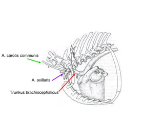 Trunkus brachiocephalicus
A. carotis communis
A. axillaris
 