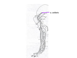 a. axillaris
 