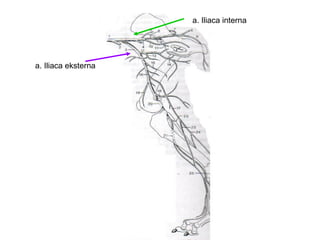 a. Iliaca eksterna
a. Iliaca interna
 