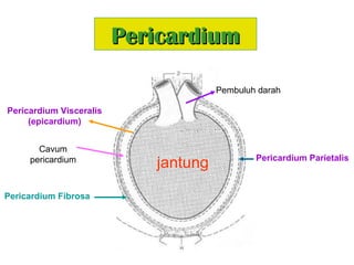 PericardiumPericardium
Pericardium Visceralis
(epicardium)
Pembuluh darah
jantung
Cavum
pericardium Pericardium Parietalis
Pericardium Fibrosa
 