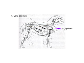 v. jugularis
v. Cava caudalis
 