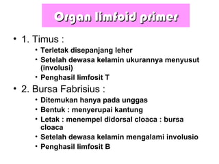 Organ limfoid primerOrgan limfoid primer
• 1. Timus :
• Terletak disepanjang leher
• Setelah dewasa kelamin ukurannya menyusut
(involusi)
• Penghasil limfosit T
• 2. Bursa Fabrisius :
• Ditemukan hanya pada unggas
• Bentuk : menyerupai kantung
• Letak : menempel didorsal cloaca : bursa
cloaca
• Setelah dewasa kelamin mengalami involusio
• Penghasil limfosit B
 