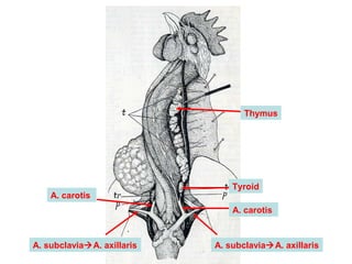 A. carotis
A. subclaviaA. axillarisA. subclaviaA. axillaris
A. carotis
Thymus
Tyroid
 