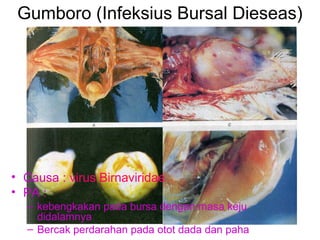 Gumboro (Infeksius Bursal Dieseas)
• Causa : virus Birnaviridae
• PA :
– kebengkakan pada bursa dengan masa keju
didalamnya
– Bercak perdarahan pada otot dada dan paha
 