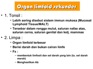OrganOrgan limfoid sekunderlimfoid sekunder
• 1. Tonsil :
• Lebih sering disebut sistem immun mukosa (Mucosal
Lymphoid Tissue/MALT)
• Tersebar dalam rongga mulut, saluran nafas atas,
saluran cerna, saluran genital dan kelj. mammae
• 2. Limpa :
• Organ limfoid terbesar
• Berisi darah dan bukan cairan limfe
• Fx :
– membentuk limfosit dan sel darah yang lain (tu. sel darah
merah)
– Menghasilkan Ab
 