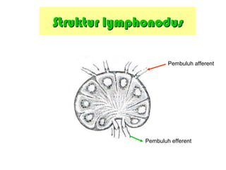 Struktur lymphonodusStruktur lymphonodus
Pembuluh afferent
Pembuluh efferent
 