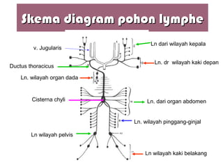 Skema diagram pohon lympheSkema diagram pohon lymphe
v. Jugularis
Ln dari wilayah kepala
Ln. dr wilayah kaki depan
Ln. wilayah organ dada
Ductus thoracicus
Cisterna chyli Ln. dari organ abdomen
Ln. wilayah pinggang-ginjal
Ln wilayah pelvis
Ln wilayah kaki belakang
 