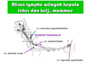 Aliran lymphe wilayah kepalaAliran lymphe wilayah kepala
lleher dan kelj. mammaeeher dan kelj. mammae
Ln. inguinalis superfisialis
Ln. sternalis./rusuk
Ln. axxilaris/ketiak
Ln. cervicalis superfisialis/leher
TRUNKUS TRACHEALIS
 