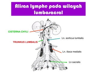 Aliran lymphe pada wilayah
lumbosacral
Ln. iliaca medialis
Ln. aorticus lumbalis
Ln sacralis
CISTERNA CHYLI
TRUNKUS LUMBALIS
 