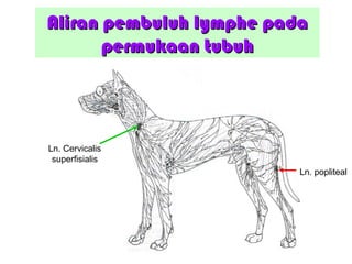 Aliran pembuluh lymphe padaAliran pembuluh lymphe pada
permukaan tubuhpermukaan tubuh
Ln. Cervicalis
superfisialis
Ln. popliteal
 