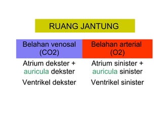 RUANG JANTUNG
Belahan venosal
(CO2)
Belahan arterial
(O2)
Atrium dekster +
auricula dekster
Atrium sinister +
auricula sinister
Ventrikel dekster Ventrikel sinister
 