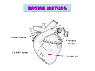 BAGIAN JANTUNGBAGIAN JANTUNG
Ventrikel kiri
Ventrikel kanan
Auricula
sinister
Atrium dekster
 
