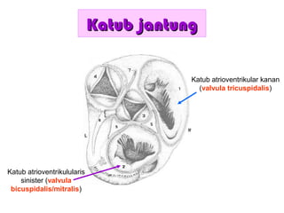 Katub jantungKatub jantung
Katub atrioventrikular kanan
(valvula tricuspidalis)
Katub atrioventrikulularis
sinister (valvula
bicuspidalis/mitralis)
 
