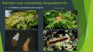 Фактори који угрожавају биодиверзитет
 2. Повећано угрожавање ретких врста. Кисело дрво
 