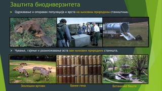 Заштита биодиверзитета
 Одржавање и опоравак популација и врста на њиховим природним стаништима.
 Чување, гајење и размножавање вста ван њихових природних станишта.
Ботаничке баштеЗоолошки вртови Банке гена
 