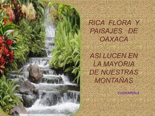 RICA  FLORA  Y PAISAJES   DE        OAXACA  ASI LUCEN EN LA MAYORIA DE NUESTRAS MONTAÑASCUIDEMOSLA