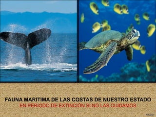 FAUNA MARITIMA DE LAS COSTAS DE NUESTRO ESTADO EN PERIODO DE EXTINCIÓN SI NO LAS CUIDAMOSPAVLOV