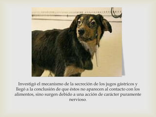 Investigó el mecanismo de la secreción de los jugos gástricos y
llegó a la conclusión de que éstos no aparecen al contacto con los
alimentos, sino surgen debido a una acción de carácter puramente
nervioso.
 