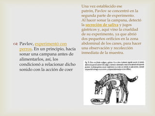 Una vez establecido ese
patrón, Pavlov se concentró en la
segunda parte de experimento.
Al hacer sonar la campana, detectó
la secreción de saliva y jugos
gástricos y, aquí vino la crueldad
de su experimento, ya que abrió
dos pequeños orificios en la zona
abdominal de los canes, para hacer
una observación y recolección
inmediata de la muestra.
 Pavlov, experimentó con
perros. En un principio, hacía
sonar una campana antes de
alimentarlos, así, los
condicionó a relacionar dicho
sonido con la acción de coer
 