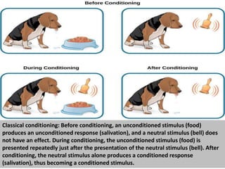 Classical conditioning: Before conditioning, an unconditioned stimulus (food)
produces an unconditioned response (salivation), and a neutral stimulus (bell) does
not have an effect. During conditioning, the unconditioned stimulus (food) is
presented repeatedly just after the presentation of the neutral stimulus (bell). After
conditioning, the neutral stimulus alone produces a conditioned response
(salivation), thus becoming a conditioned stimulus.
 