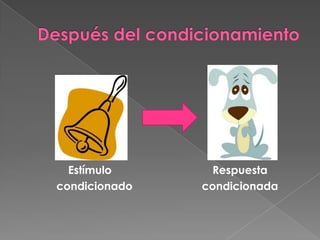 Pavlov Rotation teoría de Pavlov | PPTX