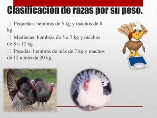 Clasificación de razas por su peso.
Pequeñas: hembras de 5 kg y machos de 8
kg
Medianas: hembras de 5 a 7 kg y machos
de 8 a 12 kg
Pesadas: hembras de más de 7 kg y machos
de 12 a más de 20 kg.
 