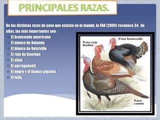 De las distintas razas de pavo que existen en el mundo, la FAO (2000) reconoce 34; de
ellas, las más importantes son :
 El bronceado americano
 El blanco de Holanda
 El blanco de Belstville
 El rojo de Bourbon
 El slate
 El narragansett,
 El negro y el blanco gigante.
 Criolla.
 